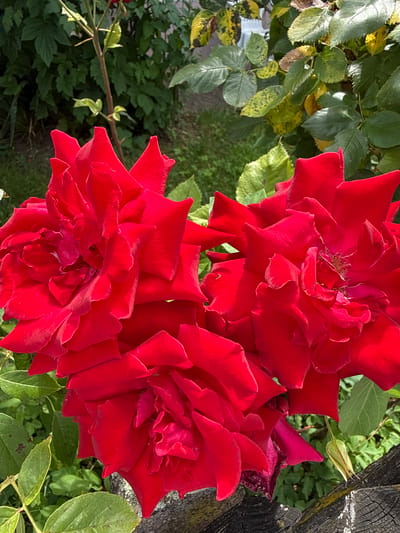 In Salach, Germany, a close-up photograph captures a vibrant cluster of three red roses in full bloom. The roses are detailed, with velvety petals unfurling in intricate patterns. Green foliage forms the backdrop, some leaves showing signs of yellowing or spotting. A weathered wooden fence with visible grain and texture runs along the bottom and right side of the frame. A single, unopened rose bud is also visible on the right. The lighting suggests it is daytime.