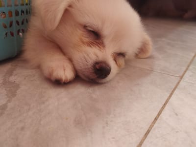 A fluffy white puppy is sleeping peacefully on a tiled floor. The puppy is curled up, with its eyes closed and its nose twitching softly. Its fur is soft and white, with a few hints of light brown around its eyes. The puppy appears to be very young, judging by its size and delicate features. 

The floor is made of light-colored tiles, and there is a blue plastic basket with holes in it to the left of the puppy. Some items are visible inside the basket. The lighting suggests it is daytime, and the overall atmosphere is one of quiet serenity. The puppy's relaxed posture and closed eyes convey a sense of deep sleep and contentment. The image captures a moment of peaceful slumber for this young canine, highlighting its innocence and vulnerability.