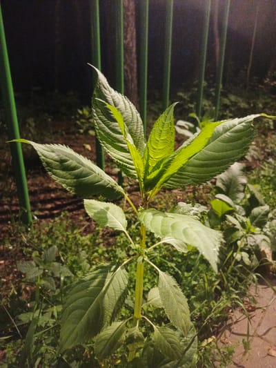 A medium shot captures a green plant with pointed leaves, lit by artificial light from the right. The plant is positioned centrally, with its stem extending upwards and outwards. Its leaves are a vibrant green, with visible veins and serrated edges. Behind the plant, a dark, blurred background consists of vertical green posts, suggesting a fence. The ground is covered in grass and some dirt. The scene appears to be outdoors, possibly in a park or garden area. There is no indication of the city of Radkevshchina, Russia, or any specific environmental features that would confirm its location.