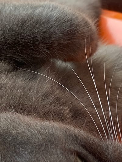 A close-up photograph captures the gray fur of a cat. Several white whiskers extend from the cat's face. An orange object is visible in the upper-left corner. The location is not discernible from the image.