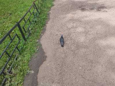 A lone pigeon stands on a gravel path adjacent to a black metal fence and a patch of green grass. The path is textured with small stones and appears to be somewhat damp in places. The fence is made of vertical bars and diagonal supports. The grass is uneven and appears to be growing wild with some small white flowers visible. The image is taken from a high angle, looking down at the scene. The overall impression is one of an outdoor public space, possibly a park or a walking trail. The pigeon is the central subject, facing away from the camera.
