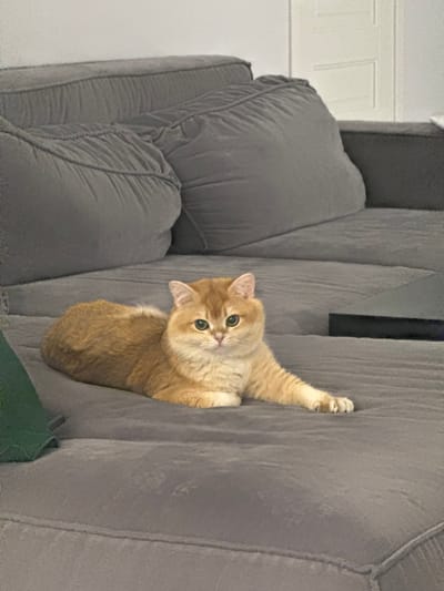 A tan cat is lying on a gray couch, looking up at the camera. The cat's left front paw is extended upwards, gripping the side of the couch. The couch has multiple cushions and is situated indoors. The location is not discernible from the image.