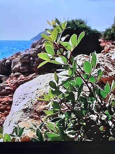The image depicts a coastal scene with lush green vegetation in the foreground, set against a backdrop of rocky terrain and the blue ocean under a clear sky. A prominent large rock is visible to the left, partially obscured by the plants. The vegetation consists of branches with numerous small, vibrant green leaves, some with lighter, almost translucent edges, suggesting sunlight exposure. The rocky area is characterized by rough, reddish-brown stones interspersed with lighter greyish ones. In the distance, the ocean stretches out, meeting a hazy shoreline where a mountain or large hill is faintly visible. The water is a bright, clear blue, with small white caps indicating gentle waves. The sky is a uniform, pale blue, creating a serene and natural atmosphere. The image does not depict any people or specific urban elements, nor can its location be identified as Sambir, Ukraine, given the coastal environment and absence of any identifiable landmarks or features specific to that city.