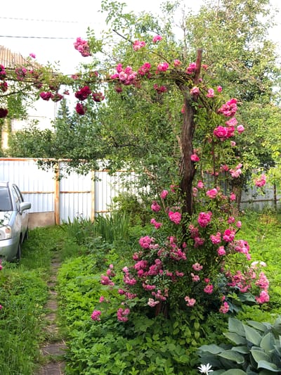 A silver car is parked on the left side of a narrow, weathered stone pathway that winds through a lush, green garden. The pathway is bordered by dense foliage. In the center of the image, a rustic wooden pole supports a sprawling climbing rose bush laden with abundant clusters of vibrant pink and magenta roses. The rose bush extends upwards and outwards, forming an arch over the pathway in some sections. Behind the rose bush, a metal fence with vertical panels can be seen, and further in the background, mature trees with green leaves fill the scene. The overall setting appears to be a residential garden in Красная Пресня Снт, Russia.