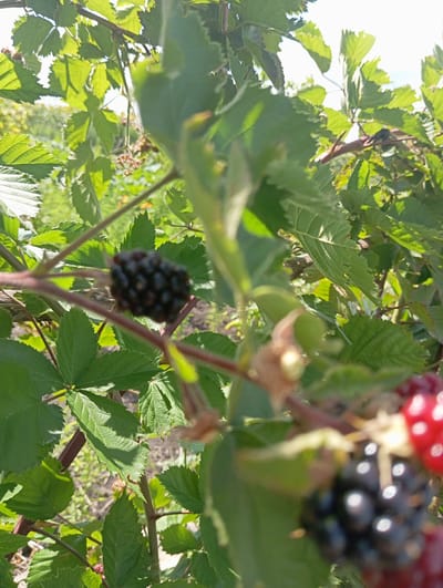 In the foreground of the image, a ripe blackberry is visible on a thorny vine, surrounded by green leaves. The blackberry is dark purple-black and appears to be composed of many small drupelets. The vine has reddish-brown stems. In the background, the scene is blurred but suggests an outdoor environment with more greenery and possibly sunlight filtering through. The image was taken in Keleberdivka, Ukraine. There are no people or animals present in the frame.