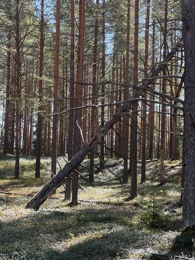 The image depicts a forest scene, likely a pine forest given the prevalence of tall, straight-trunked trees. The scene is densely wooded, with trees closely spaced together. A large, bare tree trunk is prominently positioned in the foreground, leaning diagonally across the frame. Sunlight filters through the canopy, creating patches of light and shadow on the forest floor, which is covered in low-lying vegetation. The image location is Чернышово, Russia, but there are no visible signs of civilization (buildings, roads, people) to suggest it's within the city limits. The scene depicts a natural environment.