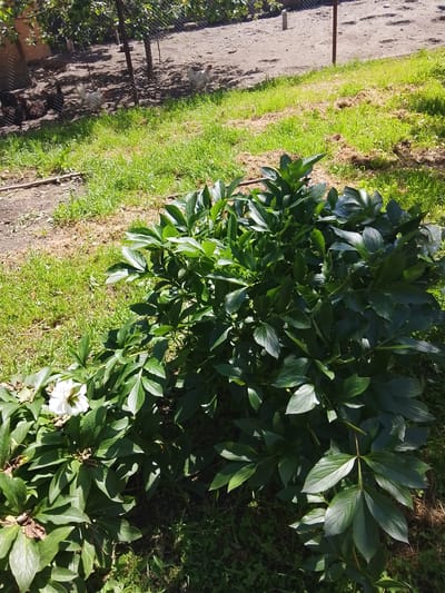 The image depicts a garden scene, likely in Assinovskaya, Russia, as specified. A large green bush, possibly a peony, dominates the foreground with one white flower visible on the left. Grass surrounds the plant, transitioning from a lush green to patches of brown and bare earth in the background. A group of chickens is visible behind a wire fence. Trees provide partial shade in the background. The setting appears to be a rural or suburban garden.
