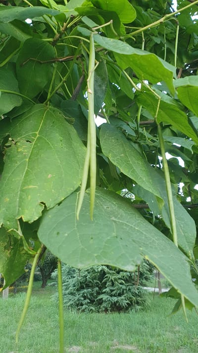 This image shows a close-up view of a tree with large green leaves and long, thin green seed pods hanging down. The seed pods are the most prominent feature in the foreground. The leaves are a vibrant green, and some show signs of minor damage or imperfections. The background is slightly out of focus, revealing more foliage, a grassy area, and a dense evergreen shrub or small tree. The lighting suggests it is daytime, possibly overcast or in the shade of the tree. The scene is outdoors, in a natural or park-like setting. It is not possible to determine the specific location within Ust-Labinsk, Russia from the image alone. There are no people or animals visible in the image.