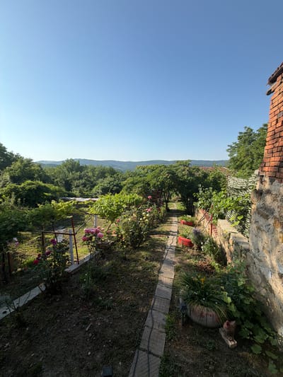 The image depicts a sunny outdoor scene in Gorno Pavlikene, Bulgaria, featuring a garden path lined with plants and flowers. A brick wall is visible on the right side of the image, with a large potted plant situated near its base. The path leads into a lush garden filled with roses and other foliage. In the background, rolling hills covered in trees are visible under a clear blue sky. The overall impression is one of a peaceful, rural setting.