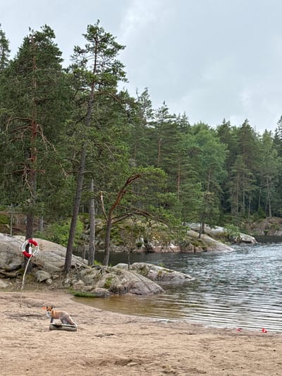 A fox stands on a sandy beach next to a calm body of water. The fox is facing the camera and is positioned on a wooden block. To the left of the fox, there is a life preserver on a pole. The beach is bordered by a rocky shoreline with trees on the rocks. The water is dark and reflects the overcast sky. The background is filled with dense green forest. The scene appears to be located in a natural setting near Solberga, Sweden.