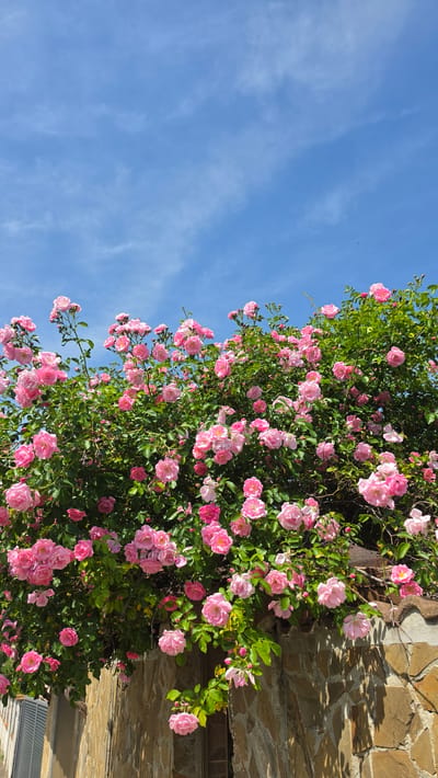 The image depicts a vibrant rose bush with numerous pink blooms under a clear blue sky, located in Rogachevo, Bulgaria. The upper portion of the frame is dominated by a bright blue sky, scattered with wispy white cirrus clouds. Below this, a dense growth of a climbing rose plant is visible, laden with a profusion of light to medium pink roses, interspersed with dark green foliage. The roses are in various stages of bloom, with many open blossoms and some buds. The lower section of the image features a partial view of a structure constructed from irregular, light brown and tan natural stones, possibly a wall or building facade. A dark, possibly tiled, coping or roof element is discernible along the top edge of this stone structure, over which the roses cascade. A small section of a white louvered shutter is visible on the far left, suggesting part of a building. The scene is illuminated by strong natural daylight, indicated by clear lighting on the foliage and subtle shadows on the stone work. There are no people present.