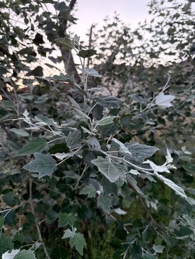 The image shows a close-up of a tree with silvery-green leaves, possibly a poplar variety, against a soft, hazy sky that suggests either dawn or dusk. The foliage is dense, with some leaves appearing fuzzy or frosted. The branches are thin and light-colored. The background is out of focus, showing more trees and the indistinct shapes of buildings, hinting at an urban or suburban setting within Wustermark, Germany. There are no people or animals visible in the frame. The overall impression is one of natural beauty in a developed area.