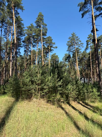This image depicts a sunlit forest with a clear blue sky above. The foreground is covered in tall, dry grass with distinct shadows cast by the trees. The middle ground is densely populated with young pine trees, their green needles vibrant against the natural light. The background features a dense stand of mature pine trees, their tall, slender trunks creating a vertical pattern against the sky. The overall impression is a serene and natural forest environment in Kedyna Hora, Ukraine, bathed in the warm light of a clear day.
