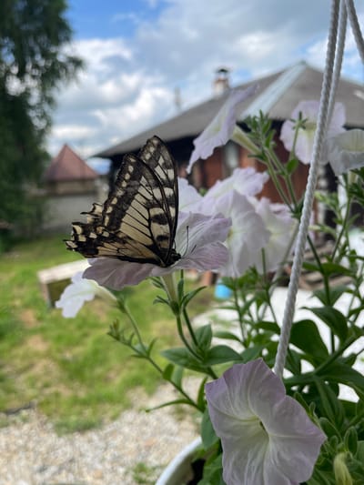In the foreground, a butterfly with black and white markings rests on a delicate white petunia. The flower is part of a hanging planter, indicated by a white rope visible on the right side of the frame. In the background, a rustic wooden building with a dark roof and a visible chimney stands under a sky with scattered clouds. Green foliage and a blurry glimpse of a white bench are visible in the mid-ground, suggesting an outdoor setting. The overall scene appears to be a peaceful garden or yard.