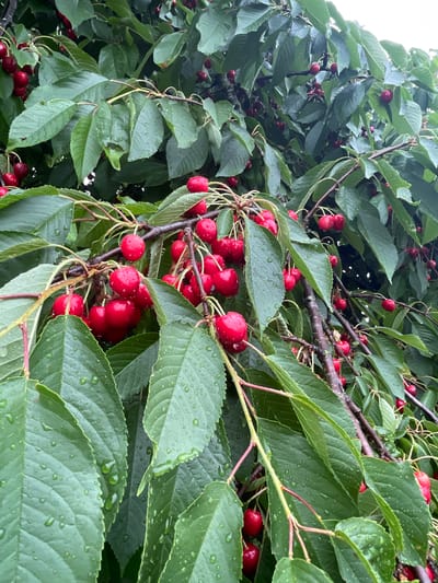 The image depicts a close-up view of a cherry tree branch laden with ripe, red cherries and lush green leaves. Water droplets are visible on both the cherries and the leaves, suggesting recent rain or dew. The cherries are clustered together, hanging from thin stems. The branches are dark brown and textured, interwoven with the vibrant green foliage. The background is a blur of more cherry tree branches and leaves, indicating a dense canopy. The scene is natural and appears to be outdoors, likely in a garden or orchard. No people or animals are present. The image is taken from a slightly upward angle, looking into the tree. The overall impression is one of abundant fruit and fresh, wet foliage. This scene is located in Ottrau, Germany.