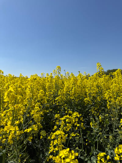 A vibrant field of bright yellow flowering plants, likely rapeseed or canola, dominates the lower and right portions of the image. The numerous yellow blossoms, interspersed with green stems and leaves, extend from the foreground towards a distant horizon. Above the field, a vast, clear blue sky occupies the upper and left sections of the frame, devoid of clouds. A faint line of darker green vegetation or trees can be seen in the distance, just below the horizon, where the field meets the sky.
The lighting is bright and natural, suggesting a clear, sunny day, possibly in the morning or late afternoon, as indicated by the even illumination on the flowers. No people, animals, or man-made structures are visible. The scene captures a moment of natural beauty in an agricultural setting, characteristic of rural landscapes. The overall impression is one of peace and natural abundance. Based on the provided context, this scene is located in North Hertfordshire, United Kingdom. There is no visible text in the image.