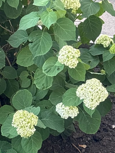 The image displays a close-up view of a hydrangea plant. The plant is in bloom, with several clusters of small, white flowers. The leaves are a deep green and appear to be broad and textured. The plant is situated outdoors, with dark soil visible in the background, suggesting it is planted in a garden or natural setting. The lighting suggests it is daytime, possibly overcast, as there are no strong shadows. The overall impression is one of natural beauty and growth, with a focus on the texture and color of the foliage and flowers. There is no visible text in the image. The location context provided is Svkh Maslovskiy 1 Otdeleniye, Russia.