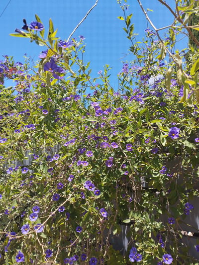 This is a close-up, upward-facing shot of a flowering vine against a bright blue sky. The vine is densely covered in small, vibrant purple flowers with yellow centers, and lush green leaves. Thin, woody branches weave through the foliage. The overall impression is one of abundant natural growth.
The scene appears to be outdoors during the day, with bright sunlight casting shadows and highlighting the textures of the leaves and flowers. The clear blue sky suggests fair weather. A dark grey fence is partially visible behind the dense foliage, acting as a backdrop. The vegetation appears healthy and is in full bloom, indicating a season conducive to flowering, likely spring or summer.
Given the location context of Zikhron Yaakov, Israel, this plant is likely a common garden or wild plant found in the Mediterranean climate of the region. There are no people, objects other than the fence, or visible text in the image. The focus is entirely on the natural beauty of the flowering vine. The image evokes a feeling of natural beauty and vibrant life.