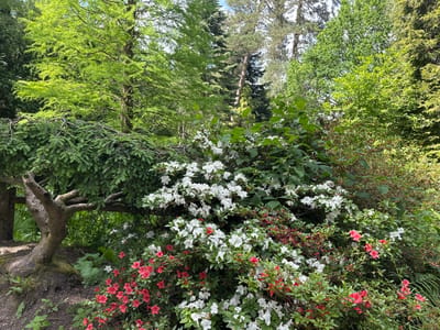 The image depicts a densely vegetated scene, likely within a garden or park, potentially in Crawley, United Kingdom. A prominent, mature tree with a gnarled trunk and drooping branches is positioned to the left. Adjacent to the tree is a large shrub displaying an abundance of white flowers, interspersed with smaller clusters of red flowers. The background features a variety of trees, including tall pines and deciduous species, creating a layered effect of green foliage. The ground is covered in fallen leaves and smaller plants, suggesting a natural, undisturbed environment. There are no people visible in the image.