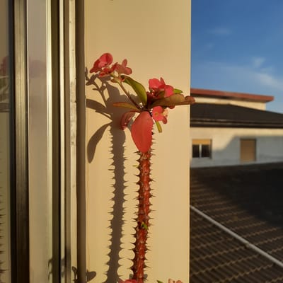 The image depicts a close-up of a thorny succulent plant with red and pink flowers, situated outdoors against a pale yellow wall. The plant's stem is covered in sharp thorns. In the background, a white building with a dark roof is visible under a clear blue sky. The scene appears to be in a residential area, possibly a balcony or garden, bathed in warm, late afternoon sunlight. The specific location is identified as Vila Verde, Portugal. There are no people or animals present in the image. The overall impression is one of a tranquil, sunlit outdoor environment.