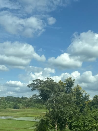 The image depicts a scenic landscape under a bright blue sky dotted with fluffy white clouds. In the foreground, lush green trees dominate the lower right and central portions of the frame. Behind the trees, a verdant, terraced rice paddy stretches across the middle ground, with sections of water reflecting the sky. In the distance, rolling hills covered in dense vegetation complete the natural panorama. The scene appears to be a rural or agricultural area, likely in or around the city of Pleiku, Vietnam, known for its rice cultivation and natural beauty. There are no people or man-made structures clearly visible. The lighting suggests it is daytime, possibly late morning or early afternoon.