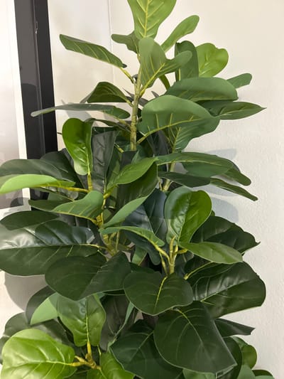 A close-up shows a flourishing arrangement of artificial fiddle-leaf fig branches. The leaves exhibit varying shades of green, from lighter, newer growth to deeper, more mature hues. Veins are intricately detailed, enhancing the realism. The branches are textured and show points where leaves emerge. A hint of a black and white object appears in the lower left, serving as a backdrop for the green foliage against a white wall.