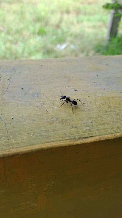 A single black ant is perched on a yellow, textured surface. The surface appears to be a ledge or a tabletop, with visible cracks and imperfections. In the background, out of focus, is lush green foliage, suggesting an outdoor environment in a place like Cotlagasawa, Indonesia. The ant is in profile, facing left, with its antennae extended. Its body is segmented into a head, thorax, and abdomen, and its legs are splayed. The lighting is natural, casting a slight shadow beneath the ant.