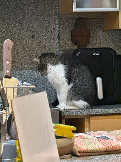 A domestic cat, primarily gray and white with tabby markings, is perched on a kitchen countertop in what appears to be a home environment. The cat is facing to the left and looking downwards. Behind the cat is a black air fryer with the "ATMA" logo visible. To the left of the cat, a knife block holding several knives is present. The countertop has a speckled granite pattern. In the foreground, out of focus, are kitchen items including a yellow sponge, a bowl, and folded kitchen towels with a pink and green pattern. The background consists of a grey speckled wall and wooden cabinetry. There is no indication of the city of Gerli, Argentina, or any other specific location.