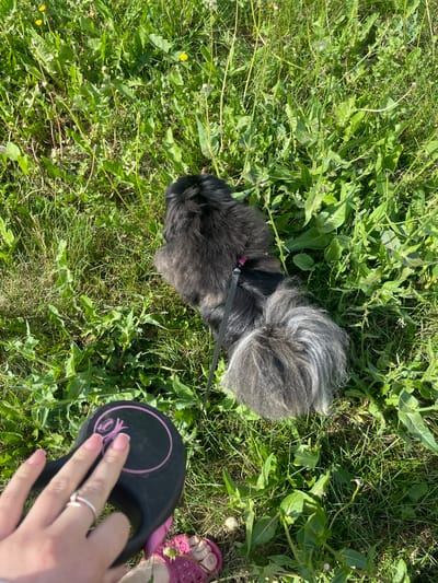The image depicts a black dog with a fluffy tail standing on a grassy area with scattered dandelions. A person's hand, wearing a ring, is holding a black and pink retractable dog leash in the foreground. The scene appears to be outdoors on a sunny day, with abundant green grass and vegetation. No specific location in the city of Ishimbay, Russia can be identified from the image alone.
