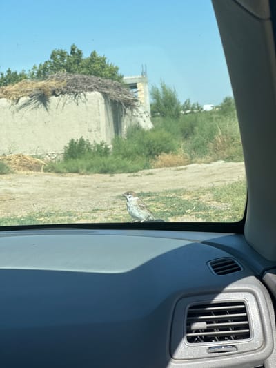 The image shows a sparrow perched on the windshield of a vehicle. The sparrow is facing to the left, with its head tilted slightly. In the background, there is a building under construction, some greenery, and a dirt road. The sky is clear and blue. The scene appears to be in a rural or semi-rural area. The location is specified as Ikkibolo, Uzbekistan.