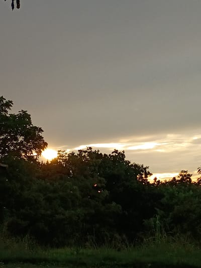 This image depicts a sunset over a tree line, likely in Frankfort, United States. The sun is partially obscured by the dark silhouettes of trees, casting a warm, golden glow on the sky. The sky itself is a mixture of soft grays and bright, luminous streaks, suggesting scattered clouds catching the last rays of sunlight. The trees form a dense, dark mass along the right side of the frame, with hints of green foliage visible. To the far right, a strip of grassy area, possibly a field or embankment, runs vertically. The overall impression is one of peaceful transition from day to night, with the soft light creating a serene and possibly contemplative mood. The time of day is clearly evening, indicated by the sunset. There is no visible text in the image.