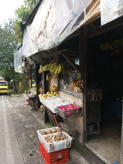 This image depicts a roadside fruit stall located in Taohom, Laos. The scene captures a rustic, open-front structure constructed with wooden framing, featuring an awning made from a weathered, light-colored tarp with dark sections, secured with blue clips. Various fruits are displayed for sale. Numerous bunches of ripe yellow bananas hang from wires and hooks within and outside the stall's opening. Below these, on a wooden stand, are three white plastic crates filled with other fruits: the top left crate contains green and yellow mangoes and guavas; the middle crate holds light-colored, possibly white guavas; and the crate to the right contains red apples, some individually wrapped in protective foam mesh. A red plastic crate at ground level supports a white plastic crate filled with coconuts and another white crate containing small, brown, round fruits, possibly longans or similar, some of which are partially peeled. The stall's interior is dimly lit. To the left of the stall, a concrete sidewalk runs parallel to a paved road. Further left, a yellow van or mini-bus is parked on the road, partially obscured by green foliage and a palm tree. The sky above is overcast. No individuals are visible.