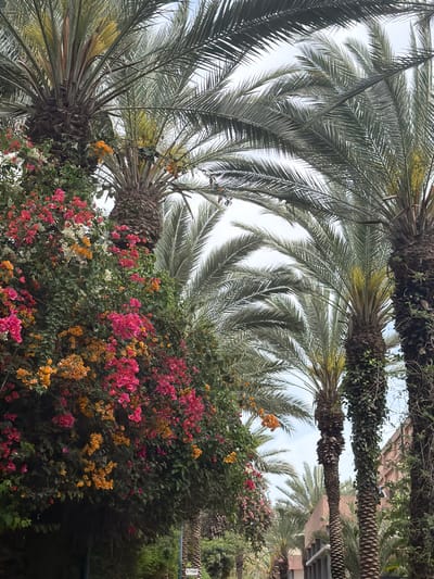 This upward-facing image captures a vibrant and lush outdoor scene, likely a garden or streetscape in Kiryat Motzkin, Israel, characterized by prominent tropical flora.
The primary subjects are several tall palm trees, their rough, dark trunks partially visible on the right and bottom left. Many of these trunks are adorned with green ivy or climbing vines. Their long, feathery fronds fan out across the upper and left portions of the frame, creating a dense canopy against a bright, overcast sky. Between the fronds, hints of yellow clusters, possibly developing dates or flowers of the palm, can be seen.
Below the palm canopy and filling the mid-ground is a spectacular display of flowering bushes, likely bougainvillea. These bushes are densely covered in clusters of small, brightly colored blossoms. Dominant colors include vivid fuchsia-pink and various shades of orange and yellow, with some white flowers also interspersed, all set against a backdrop of deep green foliage.
In the far background, behind the lush vegetation, architectural elements of buildings with light brown or tan facades are faintly discernible. The bright, even illumination suggests it is daytime, possibly a cloudy day or a shaded area, as there are no harsh shadows.
On the far right side, partially obscured by dark foliage, a small sign with Hebrew text is visible. The text appears to read "תמר 5" (Tamar 5). Given the presence of palm trees, "Tamar" (date palm) is a fitting and suggestive detail. The overall scene conveys a sense of warm climate and natural beauty.