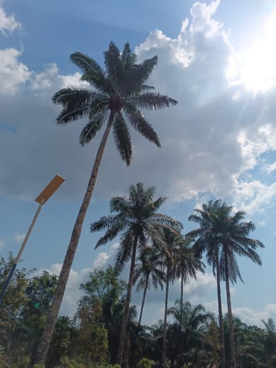 Palm trees dominate the scene under a partly cloudy sky. A tall, slender palm takes center stage, towering above other trees in the grove. Sunlight filters through the clouds, creating bright spots and lens flares. A light pole stands to the left of the central palm tree. Lush greenery forms the background, complementing the tropical vibe.