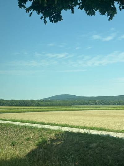 This is a vertical, eye-level, outdoor, daytime, full shot photograph taken in Wolfsthal, Austria. The image shows a rural landscape with agricultural fields in the foreground and midground, a line of trees, and hills in the background under a clear blue sky with a few wispy clouds. The top of the frame is partially obscured by the dark green leaves of a tree branch.

In the immediate foreground, there is a grassy embankment on the left, casting a shadow that covers a portion of the ground. A light-colored gravel path runs horizontally across the lower half of the image, separating the grassy embankment from a field of dry, light-brown vegetation. This field appears to be recently harvested or in a dormant state.

Beyond the dry field, there are several distinct horizontal bands of agricultural fields. The closest band to the dry field is a field of lighter green, possibly young crops or stubble. This is followed by a wider band of darker green vegetation, which appears to be taller crops, possibly corn or sunflowers.

In the midground, a dense line of dark green trees forms a natural barrier, marking the transition to the background. Behind the trees, rolling hills are visible, covered in vegetation. The furthest hill in the center of the frame is the most prominent, with a rounded summit. The sky above is a clear, bright blue, with scattered, thin white clouds. The lighting suggests a sunny day, with the sun likely to the right of the frame, casting shadows.

The overall impression is one of a peaceful, rural landscape in the countryside of Wolfsthal, Austria, on a clear day. There are no people or animals visible in the image.