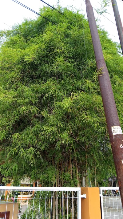 This is a medium shot of a dense bamboo grove next to a rusty metal pole with a white sticker. The bamboo trees are lush green and fill most of the frame, with some of their stalks visible at the bottom. Behind the bamboo, a white metal fence is visible, with part of a building or structure with text on it, and orange and brown painted posts. The scene is outdoors, with a bright sky visible through the bamboo leaves at the top. The location is identified as Uteunreutoh, Indonesia.