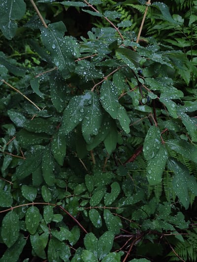 The image depicts a close-up view of dark green leaves on a bush, covered in numerous small water droplets. The leaves are glossy and appear to be from a woody plant, with reddish-brown stems visible. In the background, out-of-focus greenery, including ferns, suggests a natural outdoor environment. The lighting is muted, creating a somewhat somber atmosphere. The scene is static, with no discernible action or subjects other than the plant itself. There is no indication of human presence or activity, nor any specific landmarks that would pinpoint a location within Астра-1 Днт, Russia.