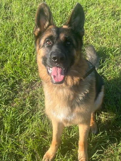 A German Shepherd dog with black and tan fur sits on a grassy lawn in Pooler, United States of America. The dog is looking directly at the camera with its tongue out and its mouth slightly open. The grass is green and appears to be well-maintained. The sun is shining, casting shadows on the grass.