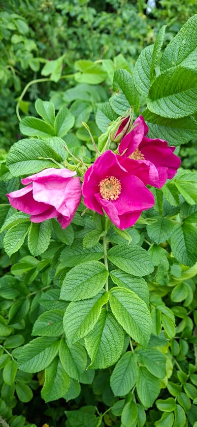 A cluster of bright pink rosehip flowers is in focus against a background of lush green foliage. One flower is fully open, revealing its yellow stamen, while others are partially open or still in bud. The petals are a vibrant fuchsia color, with some lighter pink shading. The leaves are a deep green, with a slightly textured surface, and are densely packed around the flowers. The scene appears to be outdoors, likely in a garden or natural setting. There is no indication of the specific location within Kohatu, Estonia, or any people or actions.