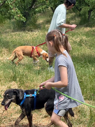 The image captures an outdoor scene in Grocka Urban Municipality, Serbia, under bright daylight. A man and a young girl are seen with two dogs, engaged in an activity that appears to be a walk or playtime in a grassy area.
The man, positioned on the left, wears a light-colored striped shirt and a black baseball cap, holding a red dog leash. The young girl, in the foreground on the right, wears a striped dress featuring a pink elephant cartoon print. Her hair is tied in pigtails with orange hair ties, and she holds a green leash connected to a dog.
Two dogs are prominent subjects. One is a tan and white dog, wearing a red harness, captured in mid-air as if jumping or playing excitedly. The second dog, dark-furred with brindle patterns and wearing a blue harness, is panting with its tongue extended, suggesting exertion or warmth. A circular logo is visible on the blue harness, but any text within it is illegible.
The setting is a vibrant grassy field or park, with green and drier patches of grass. Trees with green foliage are visible on the far left, suggesting a natural, possibly rural or semi-rural environment. The bright, sunny weather indicates it is likely midday or early afternoon. The overall mood is lively, with the dogs appearing active and engaged with their human companions.