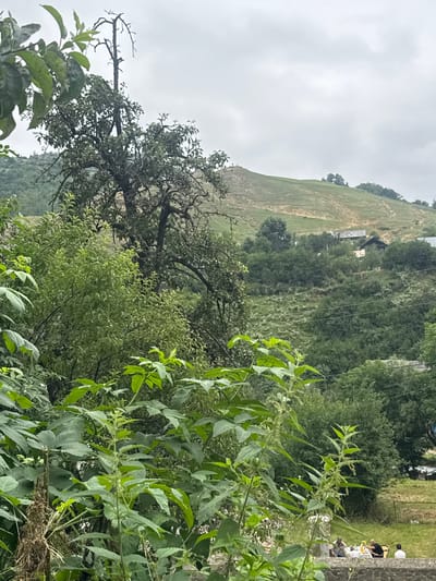This image depicts a verdant, hilly landscape in Toğanalı, Azerbaijan, under a cloudy sky. In the foreground, dense green foliage, including plants with large leaves and tall stalks with small flowers, dominates the view. A dead tree trunk with bare branches stands prominently behind the foreground vegetation. Further back, the landscape transitions to rolling hills covered in lush greenery, interspersed with trees. Several buildings, some appearing to be houses, are visible nestled on the slopes. A group of four people are seated at a table on a stone terrace in the mid-ground, appearing to be having a meal or gathering. Power lines are strung across the scene, indicating the presence of infrastructure. The overall impression is one of a rural setting, possibly a village or countryside, with elements of nature and human habitation coexisting.