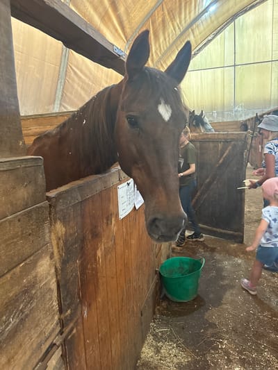 In a stable in Pavlovsk, Russia, a large brown horse with a white diamond marking on its forehead is partially visible in the foreground, its head extended towards the viewer from a wooden stall. In the background, a woman in a green shirt and blue jeans stands near a wooden gate, while another woman in a patterned shirt and hat holds out a small container to a young child wearing a pink headscarf and a blue shirt. The child is facing away from the camera, appearing to be reaching for the container. A green bucket sits on the ground near the horse's stall. The stable appears to be enclosed with a canvas-like ceiling and translucent walls.