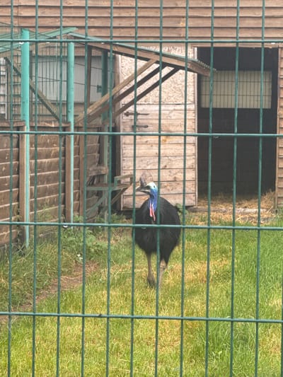 A cassowary stands in a grassy enclosure behind a green metal fence. The bird is black with a blue neck and a red wattle. A wooden structure, possibly a shelter, is visible in the background. The ground is covered in grass with some patches of dirt. The scene appears to be in a zoo or wildlife park, possibly located in the city of Zaliznychne, Ukraine, though this specific location cannot be definitively confirmed from the image alone.