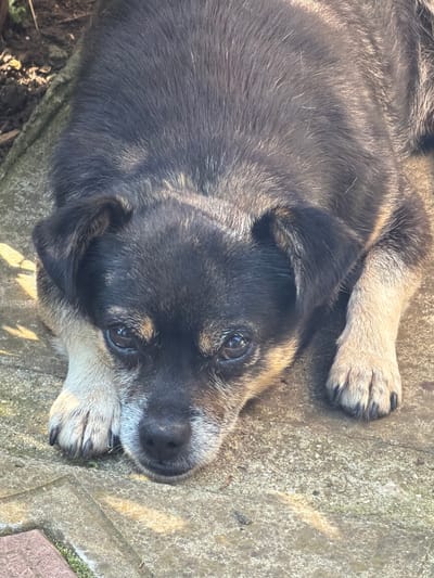A medium shot captures a dog lying on a paved surface outdoors. The dog is dark brown and black with tan markings on its face and paws. It is resting its head on its paws, with its eyes looking forward. The background consists of dirt and vegetation. The scene is lit by sunlight, casting shadows on the pavement. The location is the city of Kaolinovo, Bulgaria.