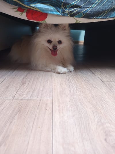 A light-colored, fluffy dog is lying down on a wooden floor, partially under a bed with a floral and abstract pattern. The dog's tongue is hanging out, and its tail is not visible. There is a small piece of grass or straw on the floor near the dog's paws. The background is dark, with a sliver of blue wall visible in the distance. The lighting suggests it is indoors. The location is the city of Chervensky District, Belarus.