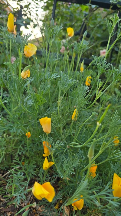 The image depicts a cluster of California poppies (Eschscholzia californica) in bloom. The flowers are a vibrant yellow-orange color and are interspersed with feathery, green foliage. Some buds are visible, indicating that the flowering is ongoing. The background is softly blurred, showing hints of green foliage and a dark, wrought-iron fence. The lighting suggests it is either early morning or late afternoon, with the sun backlighting some of the leaves and flowers, creating a slight glow. The scene appears to be a garden or naturalized area, likely outdoors. The specific location of Zeddam, Netherlands, is not visually discernible from the image itself, as there are no identifying landmarks or specific horticultural elements that would tie it to that particular Dutch town.