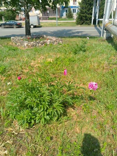 In the city of Polysayevo, Russia, an outdoor scene captures a grassy area with a paved road bordering it. On the road, a black car is parked, and a trailer is attached to another unseen vehicle. In the foreground, a circular flowerbed made of stones is filled with small, colorful flowers. To the right of the flowerbed, a tree stands tall, its shadow cast on the ground. Further into the background, buildings with windows and doors can be seen, along with trees and a large metal pipe structure. The ground is covered in green grass, with some dry patches and scattered smaller plants. A few pink peonies are blooming in the grassy area.