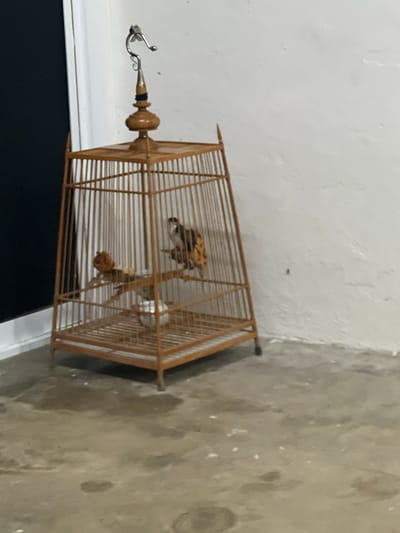 A small, wooden birdcage hangs from a hook attached to a white wall. Inside the cage, a bird with black, white, and yellow markings perches on a wooden branch. Another object, possibly a small toy or decoration, is also visible on the branch. The cage has a decorative finial at the top. The floor beneath the cage is a concrete surface with several dark, wet-looking patches. A dark, vertical surface, likely a door or wall, is visible to the left of the cage. The overall setting appears to be an indoor or sheltered outdoor area, possibly in Thung Tako, Thailand.