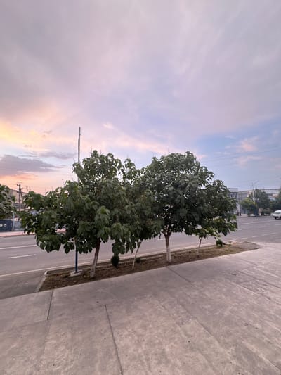 The image depicts a street scene in Danghara, Uzbekistan, likely during the late afternoon or early evening, as indicated by the soft, pastel hues of the sky. The sky is filled with wispy clouds, painted with shades of pink, purple, and pale blue, suggesting a sunset or sunrise.

The foreground is dominated by a concrete sidewalk and a strip of green grass with a few small bushes. Several trees with dense green foliage are planted along the edge of the sidewalk, their trunks painted white near the base. These trees line a paved road, where faint white lines mark the lanes. A few small, dark green bushes are also visible within the grassy strip.

In the background, buildings can be seen, some appearing to be low-rise structures. A white vehicle is driving on the road. Overhead, power lines crisscross the sky, a common sight in urban and suburban areas.

There is no discernible activity or event taking place, the scene appears calm and perhaps a quiet moment in the day. The overall emotion conveyed is one of peacefulness and the beauty of natural light interacting with an everyday environment. The location is identified as Danghara, Uzbekistan. No visible text is present in the image.