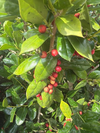 A close-up, eye-level shot captures a cluster of holly berries and leaves against a dappled, sunlit background. The vibrant green of the leaves, some with a glossy sheen, contrasts with the bright red and mottled orange-red of the berries. Several branches are visible, supporting the foliage and fruit. The image appears to be a detailed botanical study, likely taken outdoors in a natural or garden setting. There are no people or animals present in the frame. The specific location in Chattanooga, United States of America, is not discernible from the visual information provided.